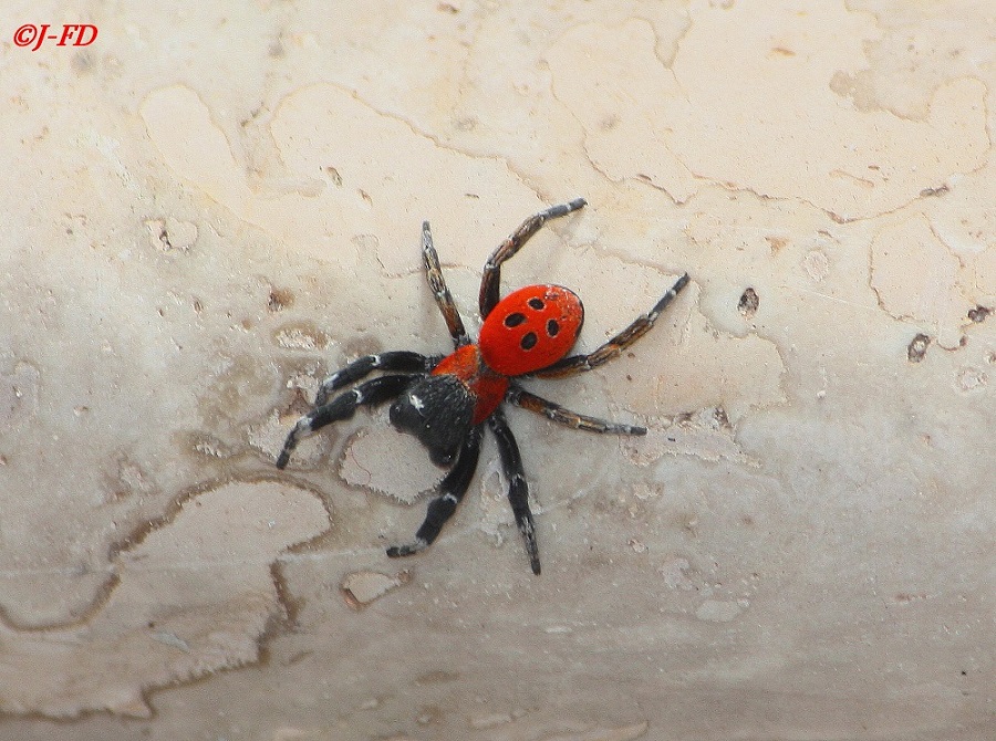 Eresus sp. . Bari